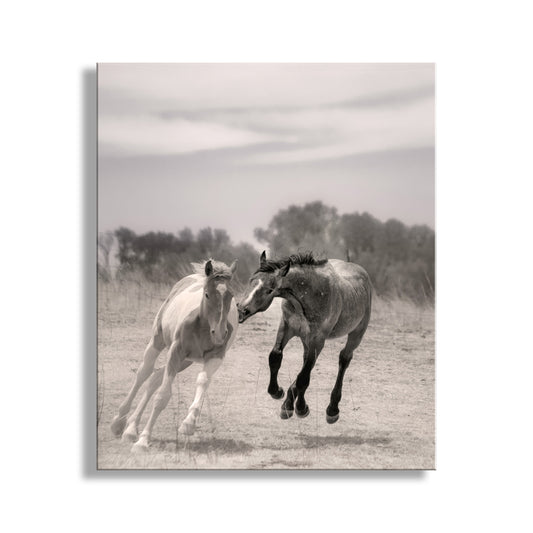 Two horses interacting in a field with a neutral background. Playful Horse Picture as Equestrian Wall Art in Southern Arizona