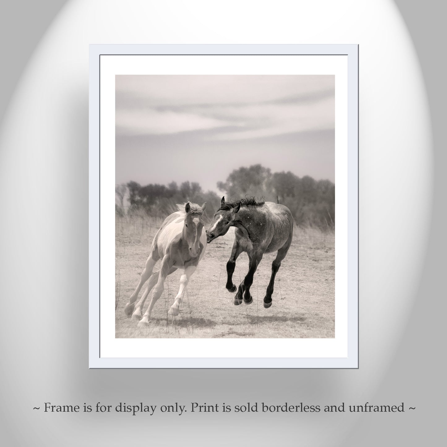 Horse Picture as Playful Equestrian Wall Art in Southern Arizona