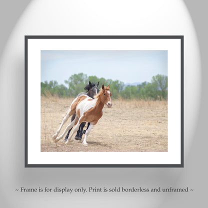 Horse Art Print of Frisky Arizona Ranch Horses as Rural Country Style Wall Decor