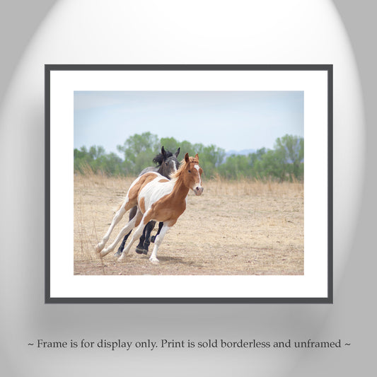 Horse Art Print of Frisky Arizona Ranch Horses as Rural Country Style Wall Decor