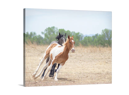 Two horses running in a field with trees in the background. Horse Art Print of Frisky Ranch Horses as Rural Country Style Wall Decor. This is San Rafael Valley Arizona