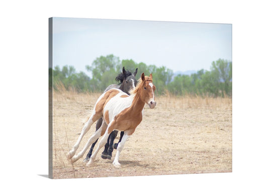 Two horses running in a field with trees in the background. Horse Art Print of Frisky Ranch Horses as Rural Country Style Wall Decor. This is San Rafael Valley Arizona