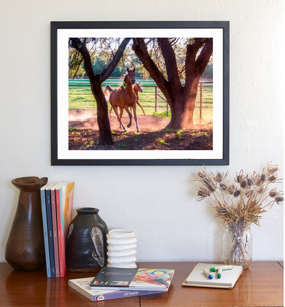 Prancing Horses Art Photograph | Equestrian Wall Decor