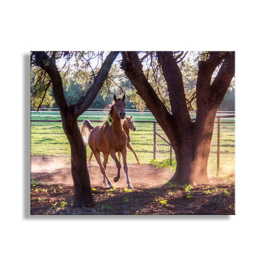 Two horses running in a fenced pasture with trees. Prancing Horses Art Photograph | Equestrian Wall Decor