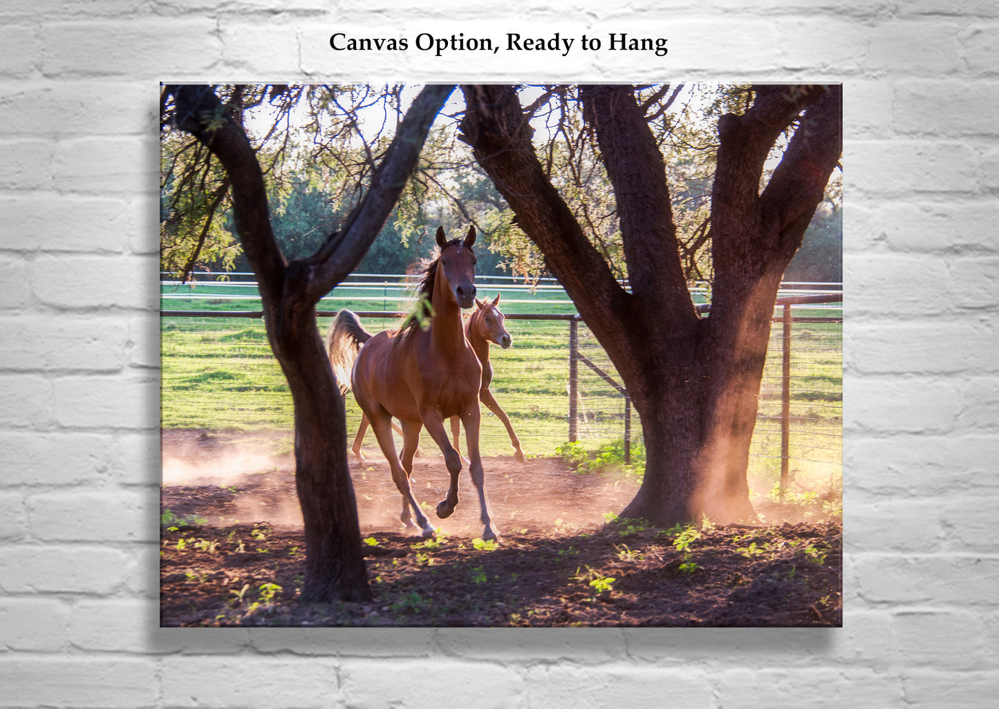 Prancing Horses Art Photograph | Equestrian Wall Decor