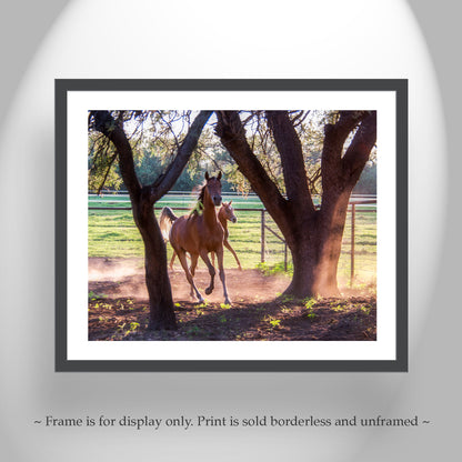 Prancing Horses Art Photograph | Equestrian Wall Decor