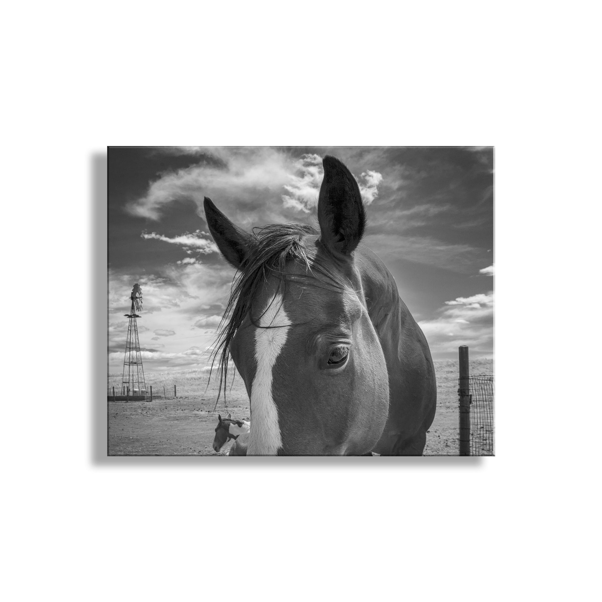 Black and white photo of a horse with a cloudy sky background. Horse Art on Western Ranch at Mexico-Arizona Border in Black & White