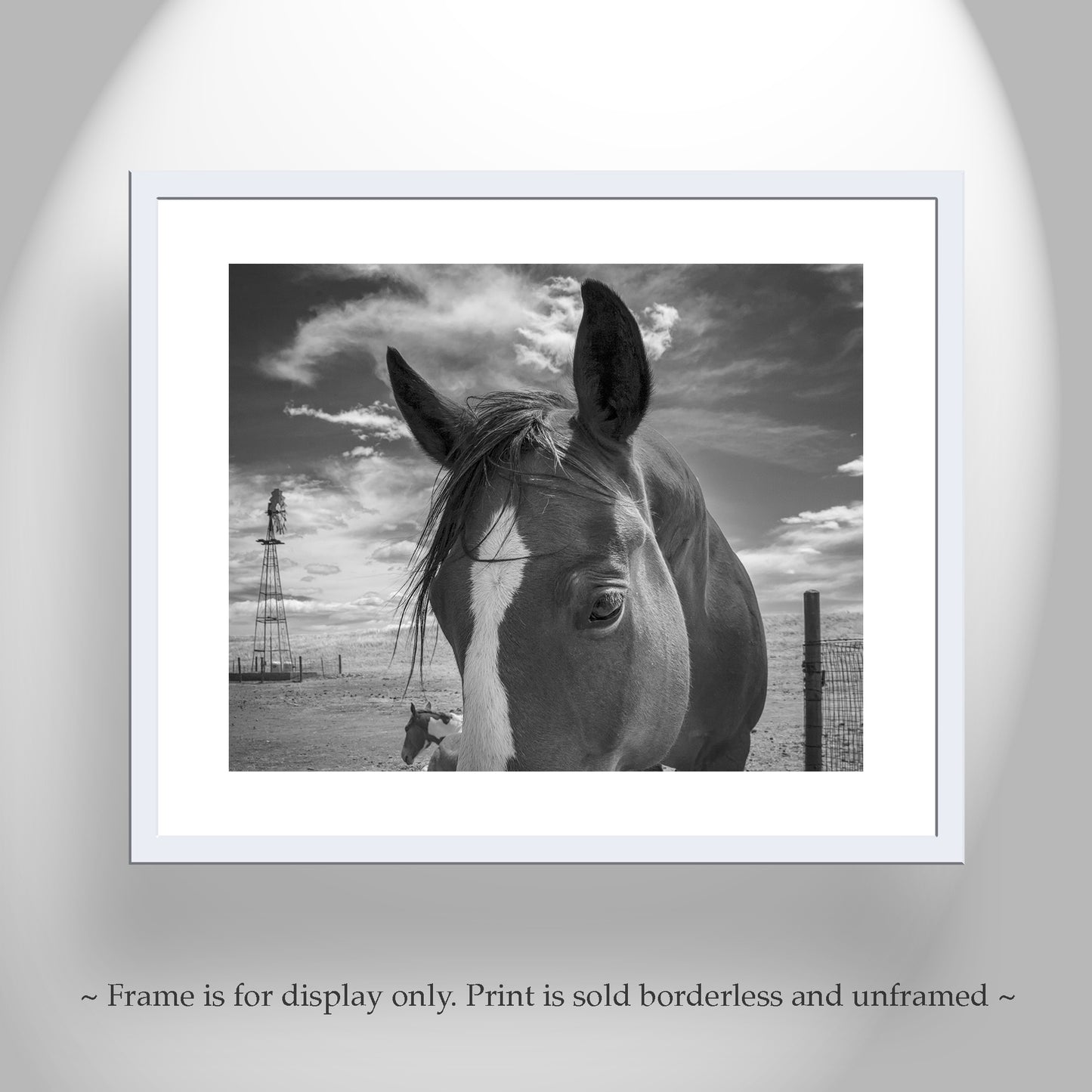 Horse Art on Western Ranch at Mexico-Arizona Border in Black & White