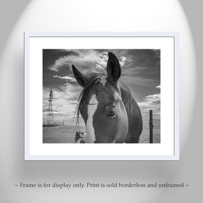 Horse Art on Western Ranch at Mexico-Arizona Border in Black & White