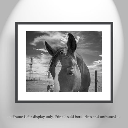 Horse Art on Western Ranch at Mexico-Arizona Border in Black & White