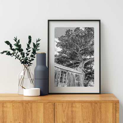 Point Lobos Whalers Cabin Carmel by the Sea Art | Monterey Cypress Tree in Black & White