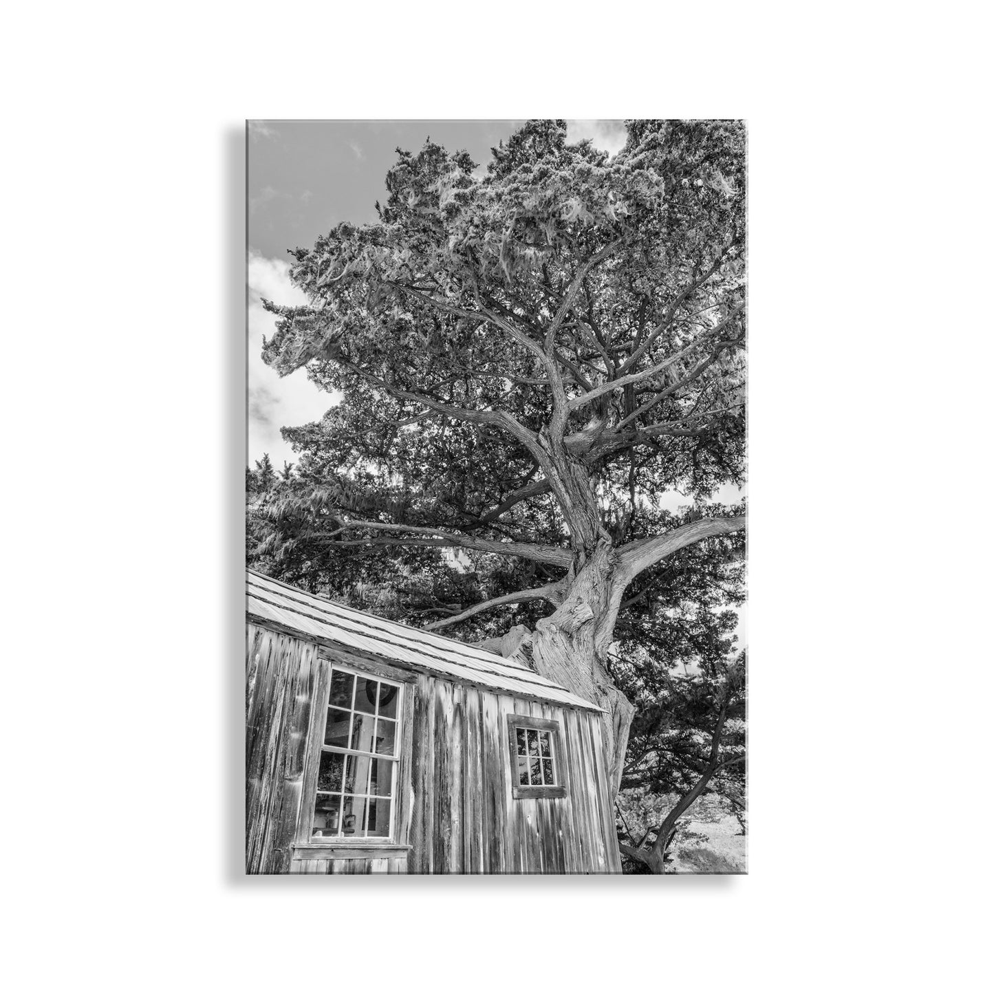 Black and white photo of a large tree with a rustic wooden cabin underneath.  My cool Point Lobos art photography! The foresight and hard work of caring citizens protected this priceless corner of California, a magnificent example of Mother Nature outdoing herself. Our cultural heritage, in the form of this Whaler’s Cabin, meets our natural heritage, to be passed on perpetually to all future generations. Original, unique signed art by Murray Bolesta.