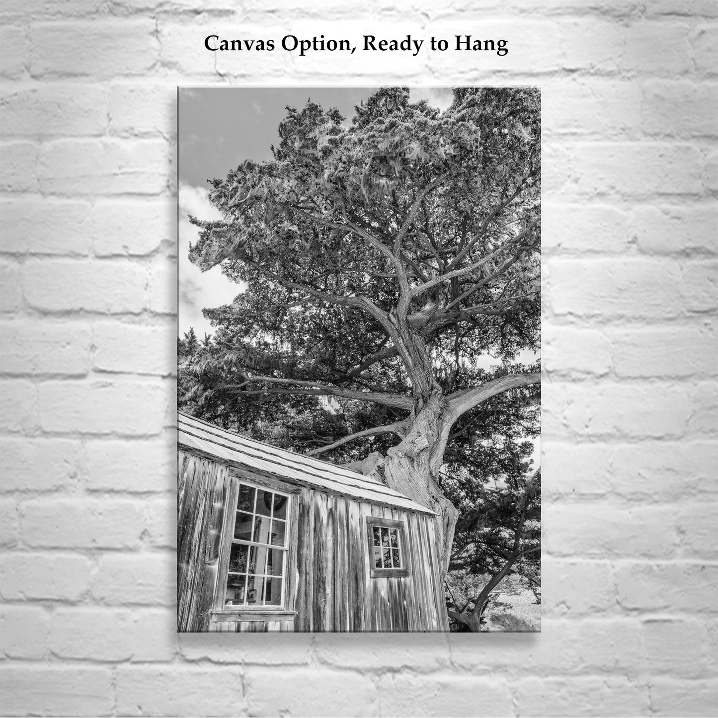 Point Lobos Whalers Cabin Carmel by the Sea Art | Monterey Cypress Tree in Black & White