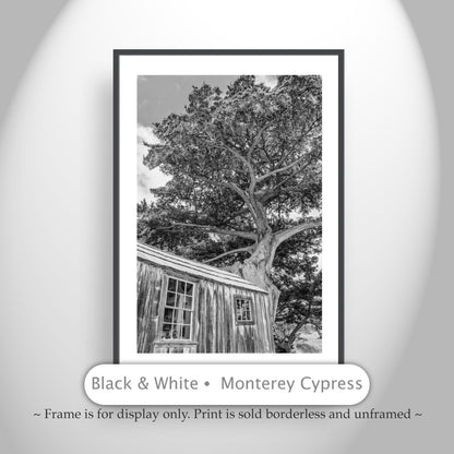 Point Lobos Whalers Cabin Carmel by the Sea Art | Monterey Cypress Tree in Black & White