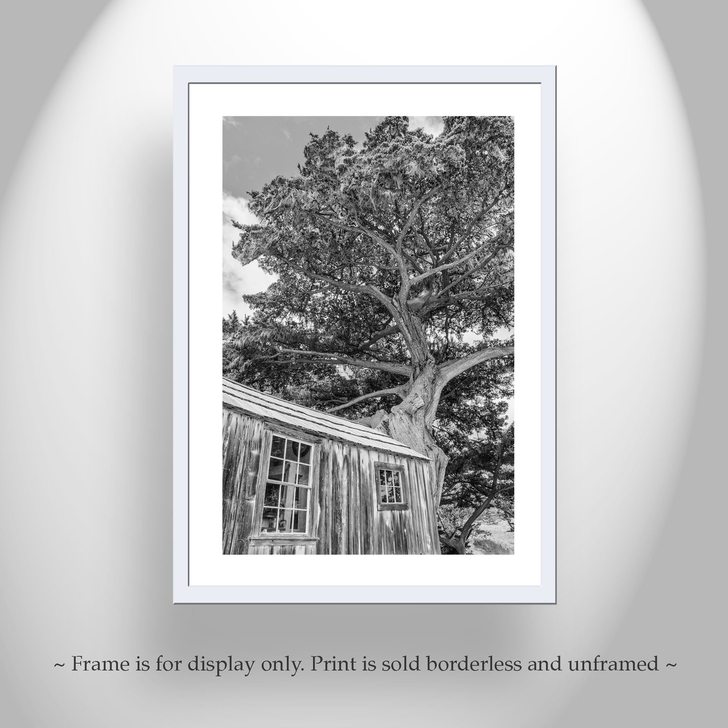 Point Lobos Whalers Cabin Carmel by the Sea Art | Monterey Cypress Tree in Black & White