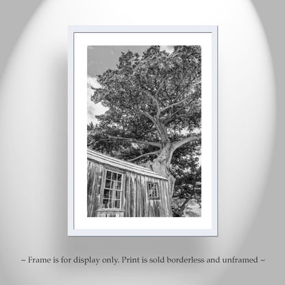Point Lobos Whalers Cabin Carmel by the Sea Art | Monterey Cypress Tree in Black & White