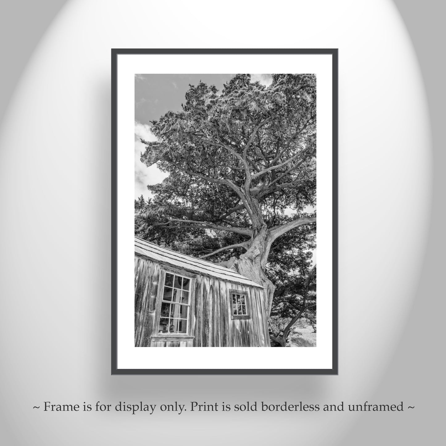Point Lobos Whalers Cabin Carmel by the Sea Art | Monterey Cypress Tree in Black & White