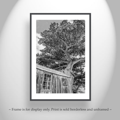 Point Lobos Whalers Cabin Carmel by the Sea Art | Monterey Cypress Tree in Black & White