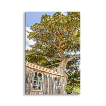 Wooden cabin with a large tree growing over it on a clear day. Point Lobos Art Print with Whaler's Cabin at Carmel by the Sea