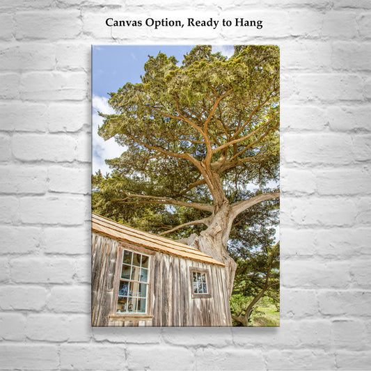Point Lobos Art Print with Whaler's Cabin at Carmel by the Sea