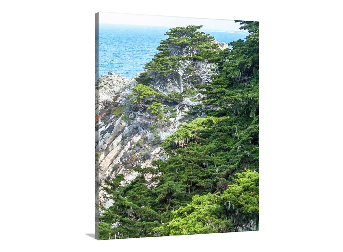 Point Lobos Carmel by the Sea Monterey Cypress Photography Print