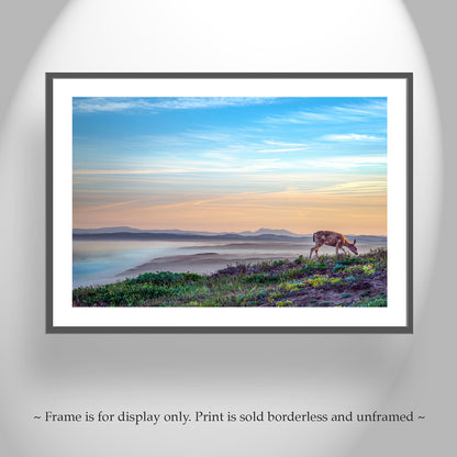 Marin County Coastal Art Print with Point Reyes Sunrise and Wild Deer | California Seacoast Gift