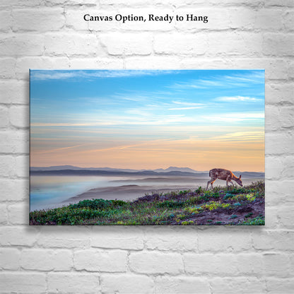 Marin County Coastal Art Print with Point Reyes Sunrise and Wild Deer | California Seacoast Gift