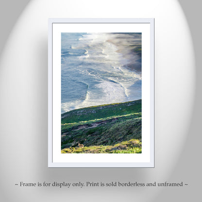 Point Reyes Photograph with Wild Deer as Framed Art