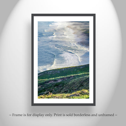 Point Reyes Photograph with Wild Deer as Framed Art