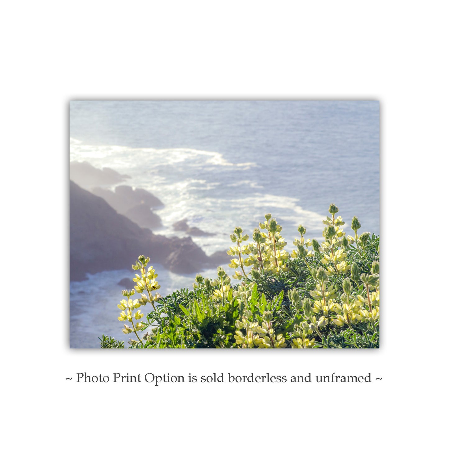Point Reyes California Coast Seascape Wall Art with Yellow Lupine Wildflower