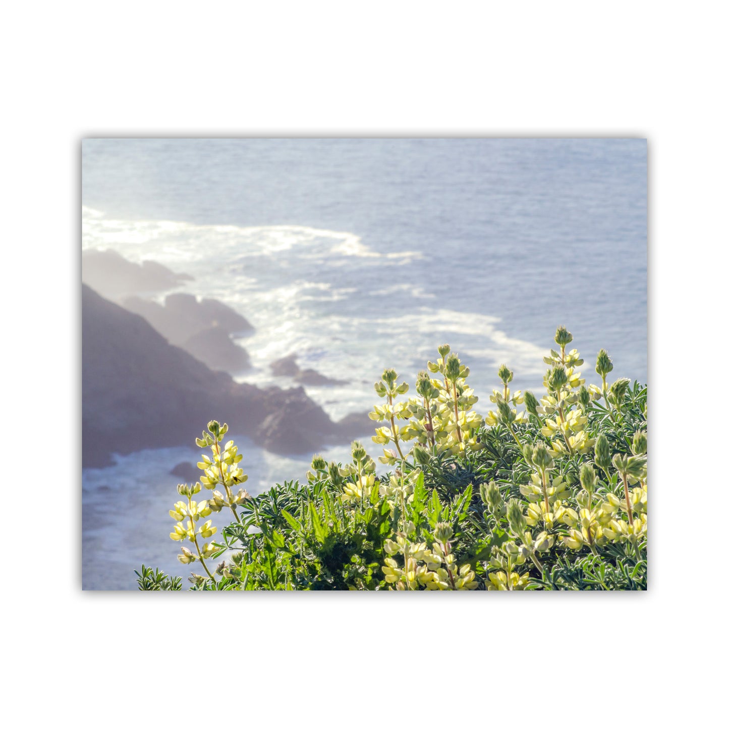 Splendid wild yellow lupine flowers grace the slopes of Point Reyes National Seashore, Marin County California USA! In the background, Pacific Ocean drama unfolds. Original, unique signed art by Murray Bolesta.