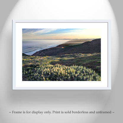 Point Reyes Marin County Art with Yellow Lupine Wildflowers and Pacific Ocean Sunrise