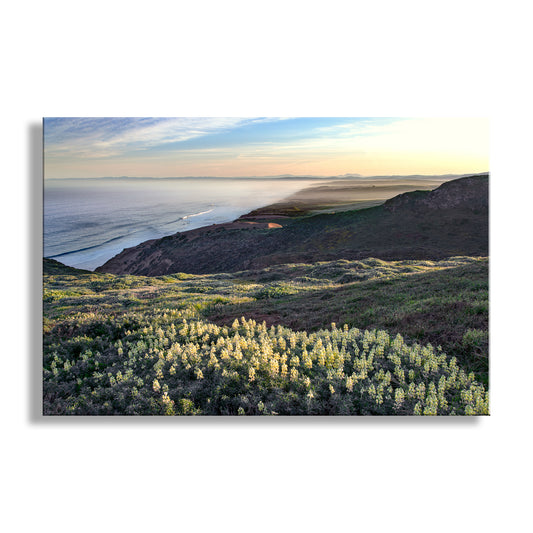Scenic view of a coastal landscape with hills and trees at sunset. Point Reyes Marin County Art with Yellow Lupine Wildflowers and Pacific Ocean Sunrise