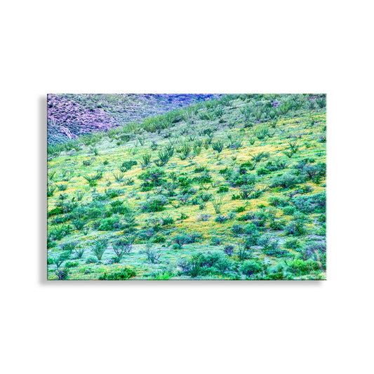 Desert Wildflower Landscape Photograph as Wall Decor