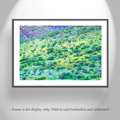 Desert Wildflower Landscape Photograph as Wall Decor