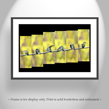 Hummingbird Photograph as Bold Vibrant Nature Decor