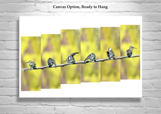 Hummingbird Photography as Bright Bird Art Nature Decor