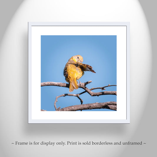 Songbird Art Photography in Matched Set of 4 Square Prints