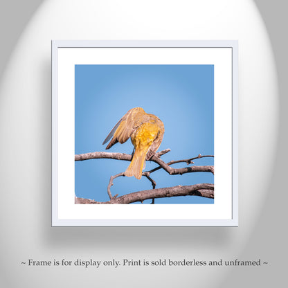 Songbird Art Photography in Matched Set of 4 Square Prints