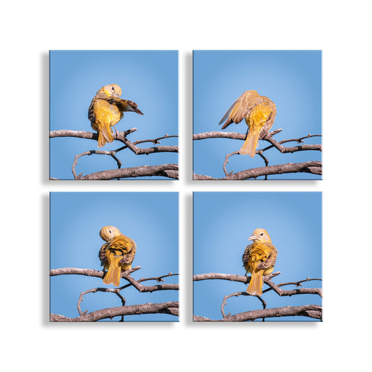 Songbird Art Photography in Matched Set of 4 Square Prints