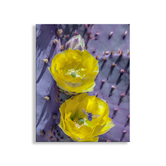Prickly Pear Cactus as Purple and Yellow Desert Botanical Art Print