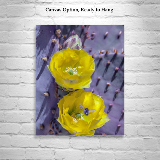 Prickly Pear Cactus as Purple and Yellow Desert Botanical Art Print