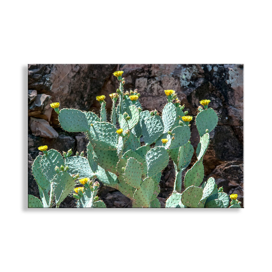 Southwestern Desert Canyon Art with Prickly Pear Cactus Flowers
