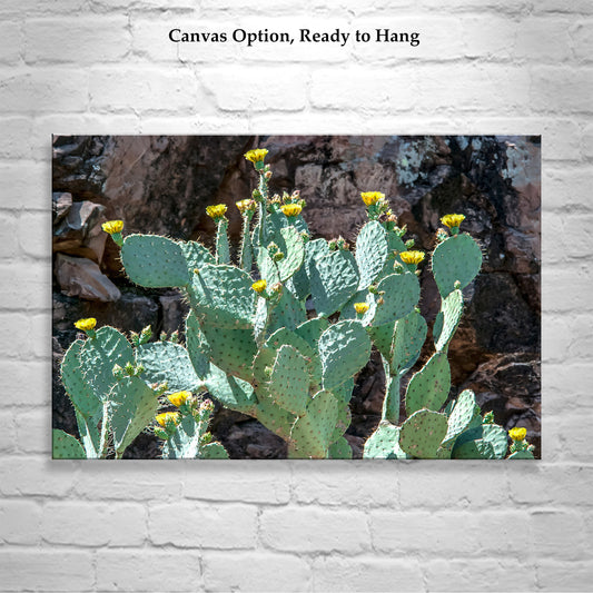 Southwestern Desert Canyon Art with Prickly Pear Cactus Flowers