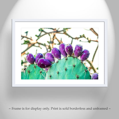 Prickly Pear Cactus Fruit Picture | Southwestern Wall Decor