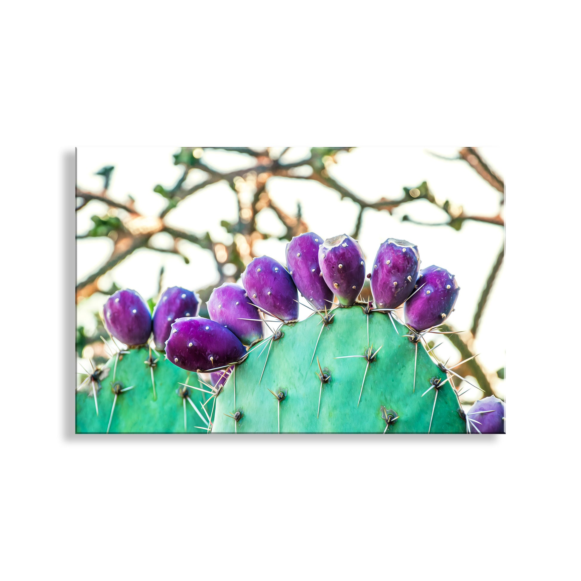prickly pear cactus wall art Prickly Pear Cactus Fruit Art