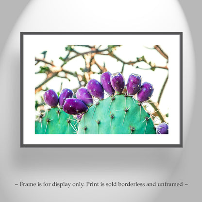 Prickly Pear Cactus Fruit Picture | Southwestern Wall Decor