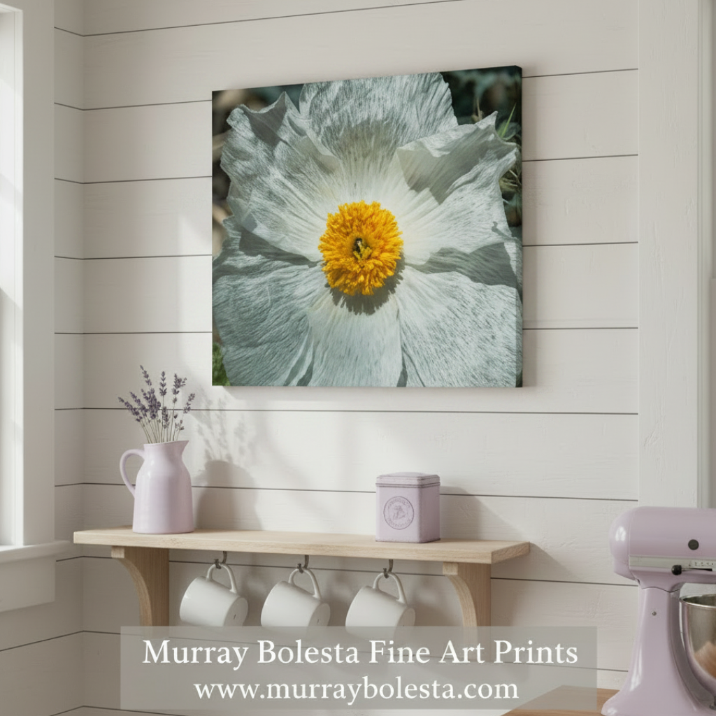 Prickly Poppy | Fine Art Arizona Desert Nature Print