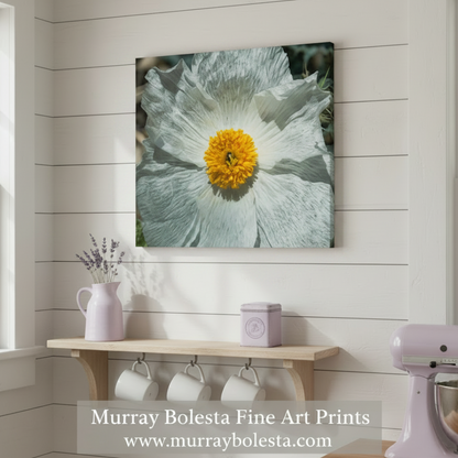 Prickly Poppy | Fine Art Arizona Desert Nature Print