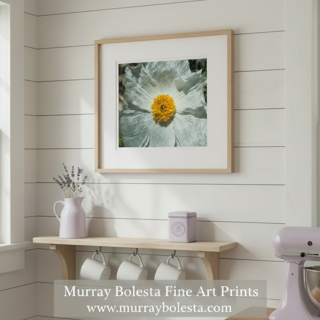 Prickly Poppy | Fine Art Arizona Desert Nature Print